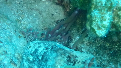 Porifera