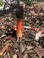 Phallus rugulosus