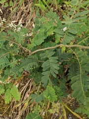 Dalbergia mimosoides