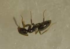 Brachymyrmex patagonicus