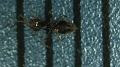 Brachymyrmex patagonicus