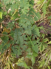 Dalbergia mimosoides