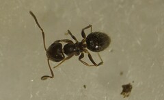 Brachymyrmex patagonicus