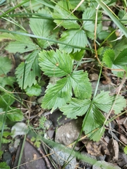 Fragaria vesca
