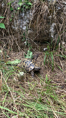 Testudo hermanni