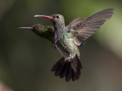 Chionomesa fimbriata