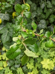 Chaenomeles japonica
