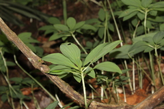 Alstroemeria amazonica