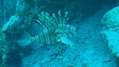 Pterois miles
