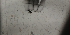 Coleoptera
