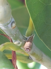 Parapediasia teterrellus