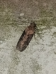 Chionodes mediofuscella