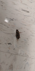 Coleoptera