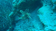 Pterois miles
