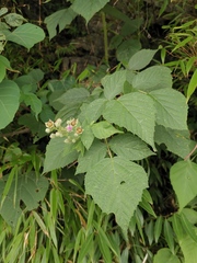 Rubus innominatus