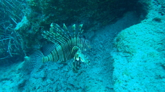 Pterois miles
