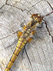 Sympetrum danae