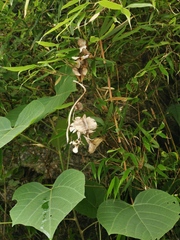 Dioscorea zingiberensis