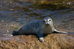 Phoca vitulina vitulina