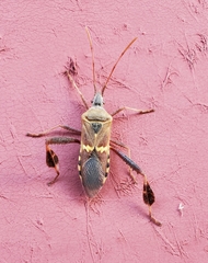 Leptoglossus clypealis