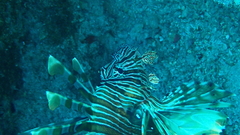 Pterois miles