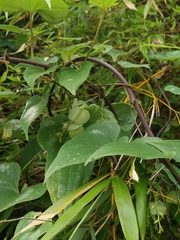 Dioscorea zingiberensis
