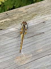 Sympetrum danae