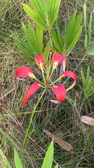 Lilium catesbaei