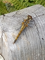 Sympetrum danae