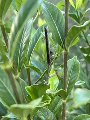 Stagmomantis