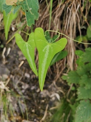 Dioscorea zingiberensis