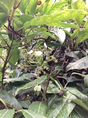 Hydrangea integrifolia