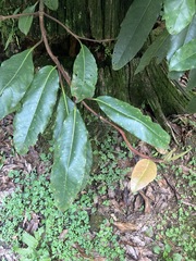 Hydrangea integrifolia