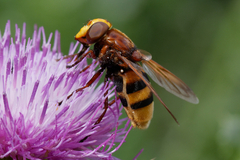 Volucella zonaria
