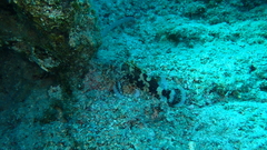 Scorpaena maderensis