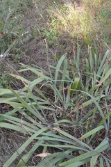 Iris × hybrida