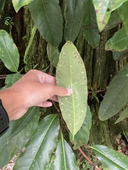 Hydrangea integrifolia