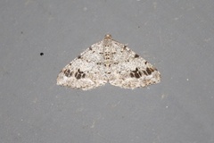 Macaria signaria
