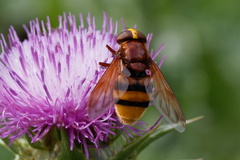 Volucella zonaria