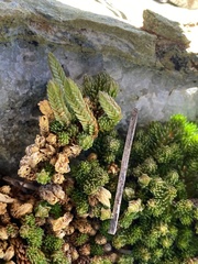 Selaginella watsonii