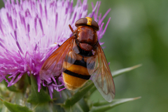 Volucella zonaria