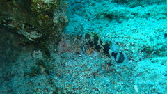 Scorpaena maderensis