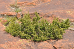 Myrothamnus flabellifolius