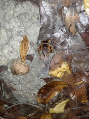 Tarbinskiellus portentosus