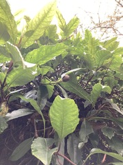 Hydrangea integrifolia