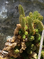 Selaginella watsonii