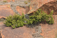 Myrothamnus flabellifolius