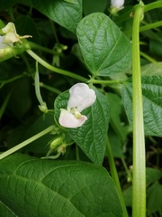 Phaseolus vulgaris