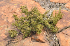 Myrothamnus flabellifolius