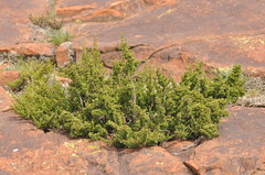 Myrothamnus flabellifolius